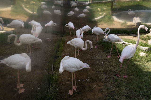 Breeding program success from natural births at the Emirates Park Zoo and Resort on October 22, 2025. Flamingo's at the Zoo has seen succes with breeding after a new enclosure was constructed with mirrors that “give the birds a sense of a bigger flock surrounding them”. (Photo by Antonie Robertson/The National)