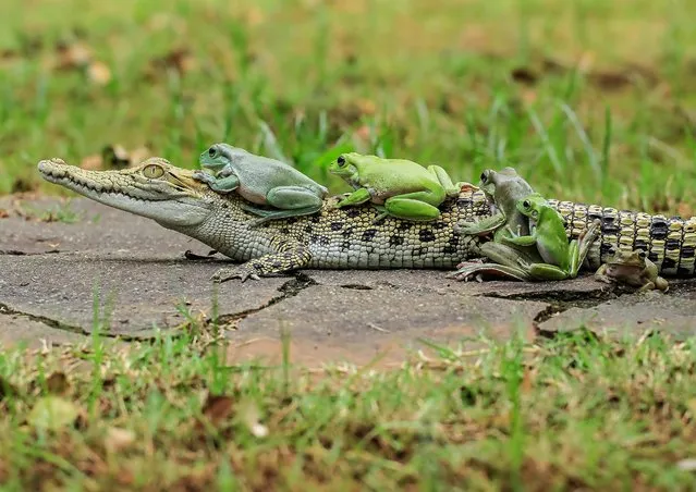 A group of frogs hitched a lift on a passing crocodile. The multi-coloured group of five amphibians appeared to thumb down a passing croc after getting tired on a long hop. (Photo by Tanto Yensen/Media Drum World Photo Agency)