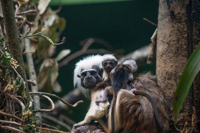 Undated handout photo issued by Marwell Zoo of cotton-headed tamarin triplets born at Marwell Zoo. The critically endangered monkeys were born at Marwell Zoo near Winchester, UK on May 6 and keepers say they are “doing well”. Issue date: Wednesday, May 24, 2023. (Photo by Marwell Zoo/PA Wire)