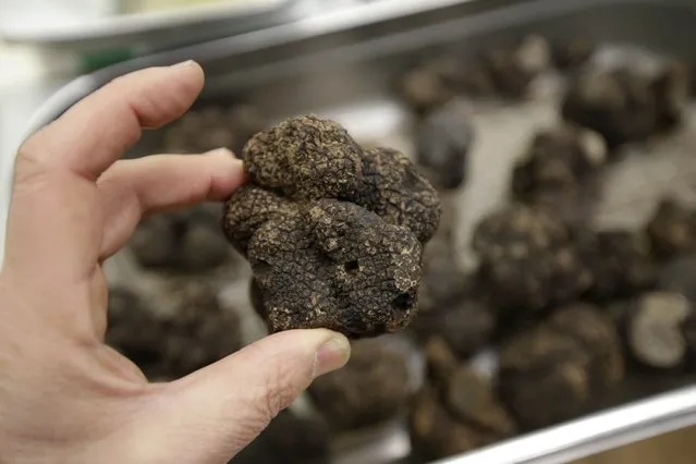 A vendor holds a winter black truffle (Tuber Melanosporum) at the Rungis international food market, south of Paris, prior to the Christmas holidays season during which truffles are part of festive meals, December 11, 2015. (Photo by Philippe Wojazer/Reuters)