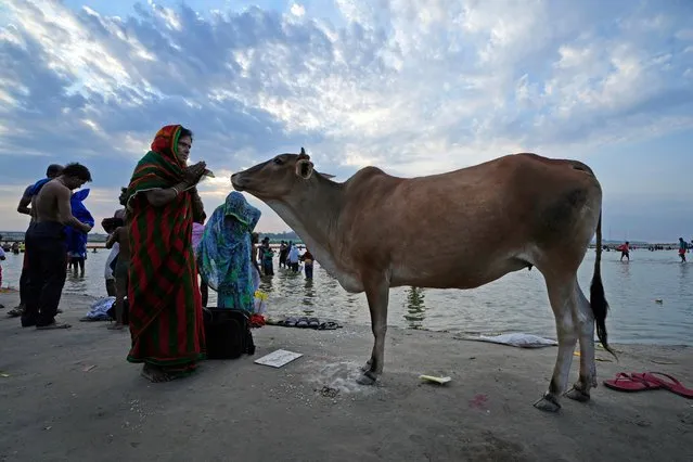 A woman prays to a cow after taking a holy dip at Sangam, the confluence of the rivers Ganges and Yamuna, in Prayagraj, in the northern Indian state of Uttar Pradesh, India, Monday, June 5, 2023. Prayagraj in the northern Uttar Pradesh state is an important Hindu pilgrimage center. (Photo by Rajesh Kumar Singh/AP Photo)