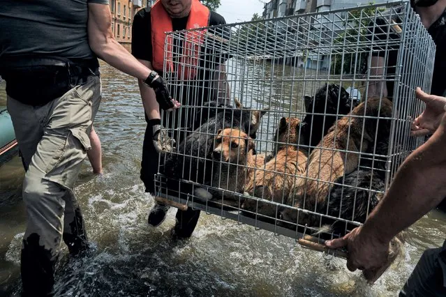 Volunteers carry a cage with dogs evacuated from a flooded neighbourhood in Kherson, Ukraine, Thursday, June 8, 2023. Floodwaters from a collapsed dam kept rising in southern Ukraine on Thursday, forcing hundreds of people to flee their homes in a major emergency operation that brought a dramatic new dimension to the war with Russia, now in its 16th month. (Photo by Libkos/AP Photo)
