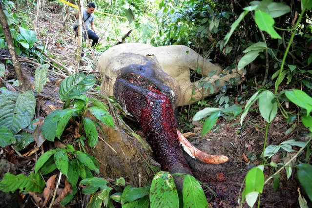 This picture taken on June 9, 2018 shows a 37 year- old elephant named Bunta, found dead at a conservation area near Lokop in Indonesia' s Aceh province. Bunta was found with a tusk missing, as rangers suspect poachers used poison to kill him. (Photo by Al Mahdi/AFP Photo)