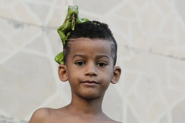 A boy stands outside his home with an iguana on his head in Salvador June 20, 2013. (Photo by Jorge Silva/Reuters)
