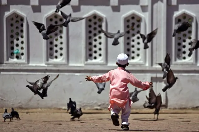 A Muslim boy plays with the pigeons after offering prayers on the occasion of Eid Al-Adha, at Walajah Mosque in Chennai, India, 29 June 2023. (Photo by Idrees Mohammed/EPA/EFE)