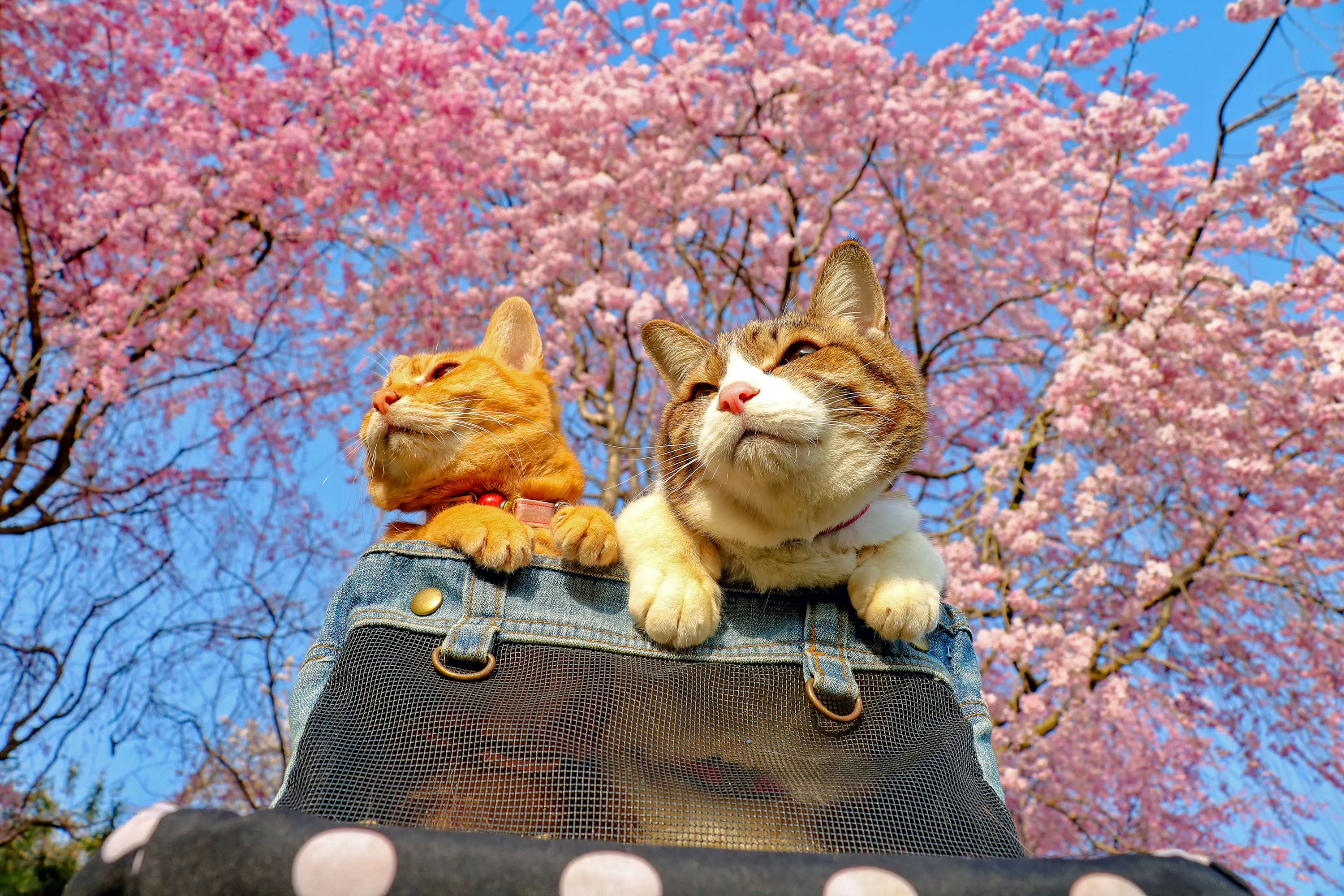 Котик дримотик. Коты весной. Кошки в Японии. Японский кот.