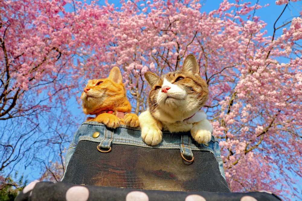 The Travelling Cats