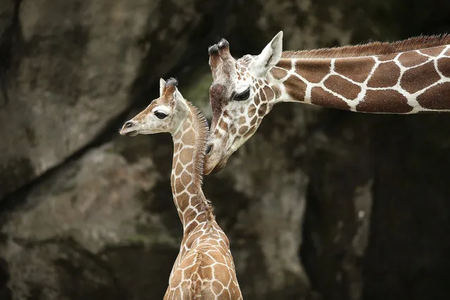 Stella, right, and newest addition, brother Beau, left, make an appearance as the Philadelphia Zoo as they celebrate the 8th birthday of a female giraffe named Abigail on Thursday, July 26, 2018, in Philadelphia. (Photo by David Maialetti/The Philadelphia Inquirer via AP Photo)