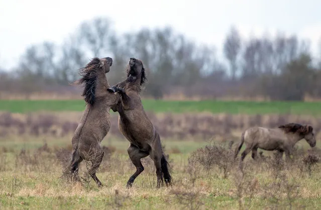 Konik ponies fight for dominance as the foaling season begins at the National Trust's Wicken Fen Nature Reserve in Cambridgeshire, United Kingdom on Tuesday March 16, 2021. (Photo by Joe Giddens/PA Images via Getty Images)