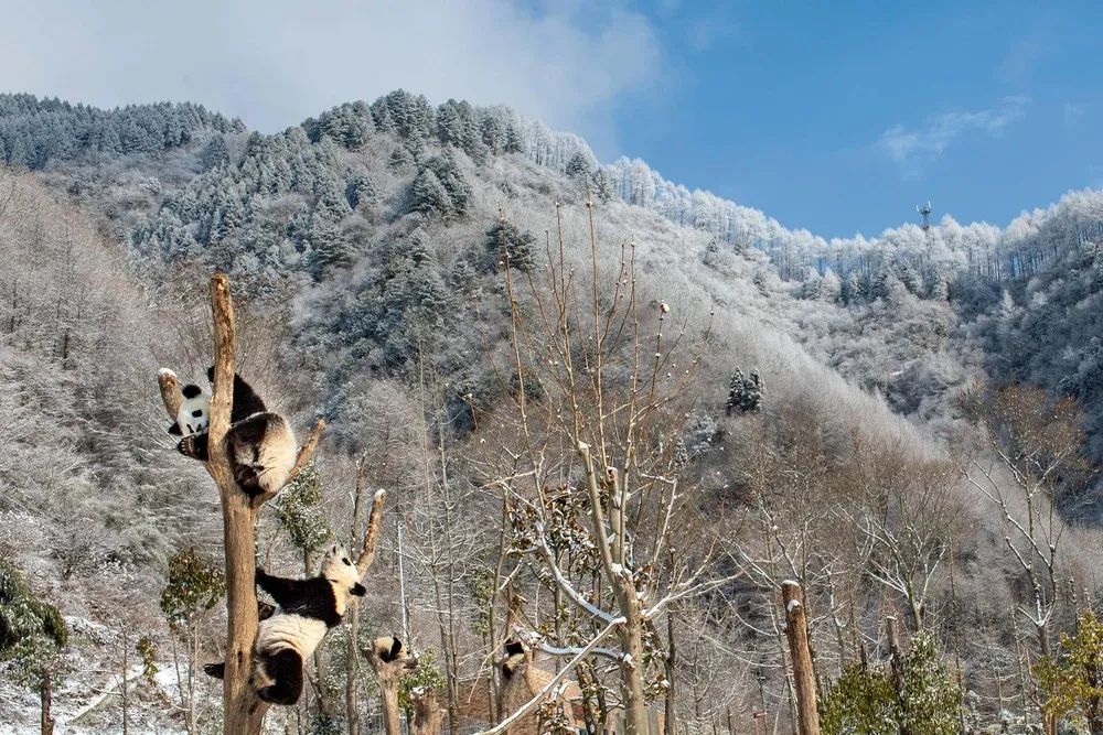 Animals in a Landscape