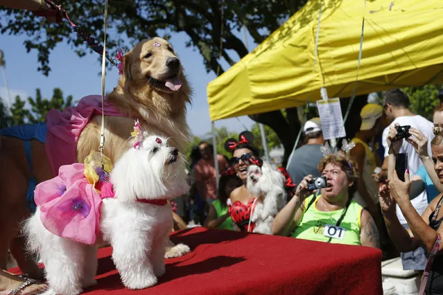 Dogs dressed for carnival parade during the “Blocao” dog carnival parade in Rio de Janeiro, Brazil, Saturday, February 14, 2015. (Photo by Silvia Izquierdo/AP Photo)