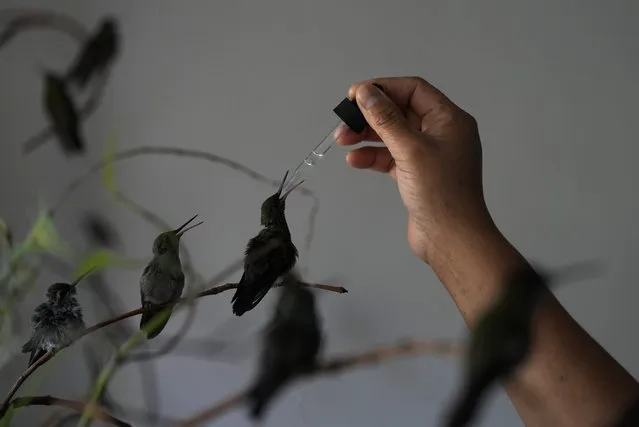 Cecilia Santos uses an eyedropper to feed a hummingbird in the home of Catia Lattouf who has turned her apartment into a clinic for the tiny birds, in Mexico City, Monday, August 7, 2023. Lattouf with Santos, who she calls the “hummingbird nanny”, care for the birds in long days that stretch from 5 a.m. into the night. (Photo by Fernando Llano/AP Photo)