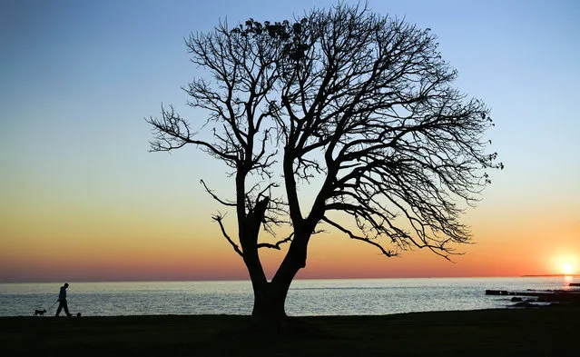 A man walks his dog near an Ombu tree in the coast of Montevideo, Uruguay,Tuesday, August 23, 2016. (Photo by Matilde Campodonico/AP Photo)
