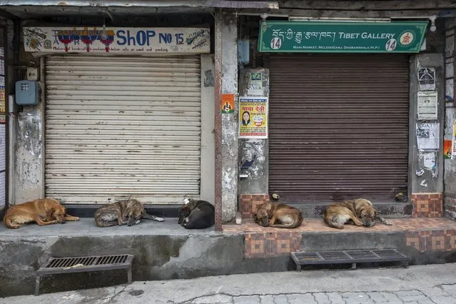 Street dogs sleep at a market as shops remain closed due to the COVID-19 pandemic in Dharmsala, India, Wednesday, May 5, 2021. India's government is facing calls for a strict lockdown to slow a devastating surge in coronavirus infections. (Photo by Ashwini Bhatia/AP Photo)