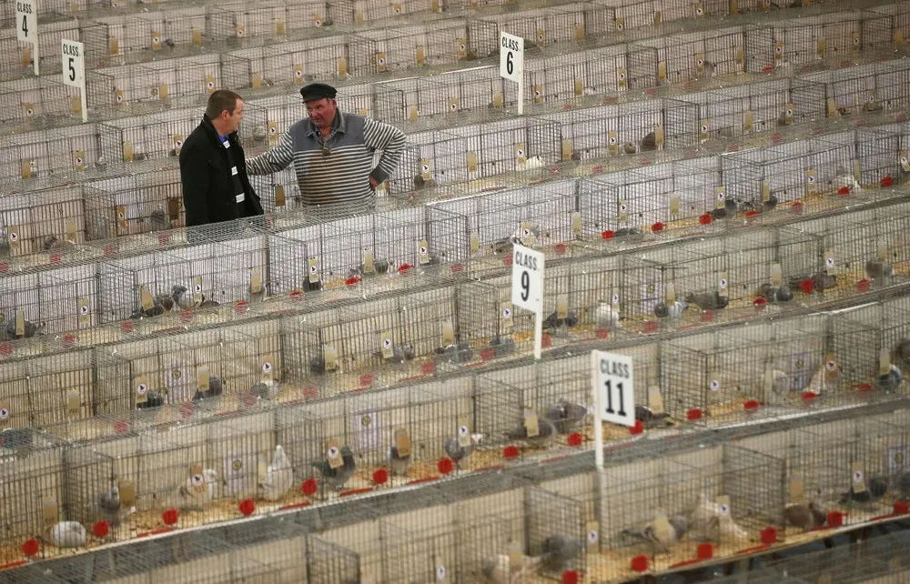 British Homing Pigeon Show