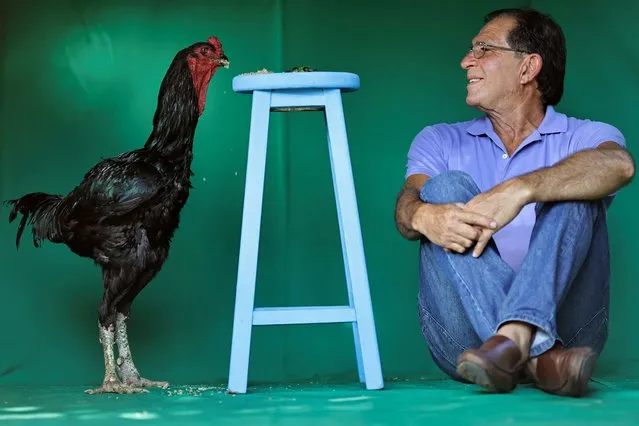Agronomist Rubens Braz poses with his Giant Indian Urubu rooster named Galalau at the Avicultura Gigante, which breeds giant roosters for small-scale meat production and ornamental purposes, in Formosa, Goias State, Brazil on September 1, 2023. (Photo by Ueslei Marcelino/Reuters)