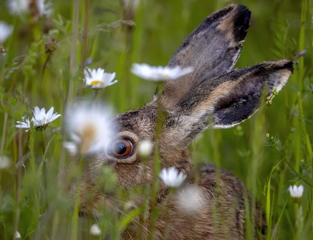 A hare sits in the deep grasses and eats on the outskirts of Frankfurt, Germany, early Tuesday, May 25, 2021. (Photo by Michael Probst/AP Photo)