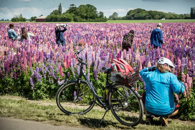 People are seen in the field of Lupinus-plants in a remote area on the island of Lolland in Denmark, June 8, 2020. (Photo by Mads Claus Rasmussen/Ritzau Scanpix via Reuters)