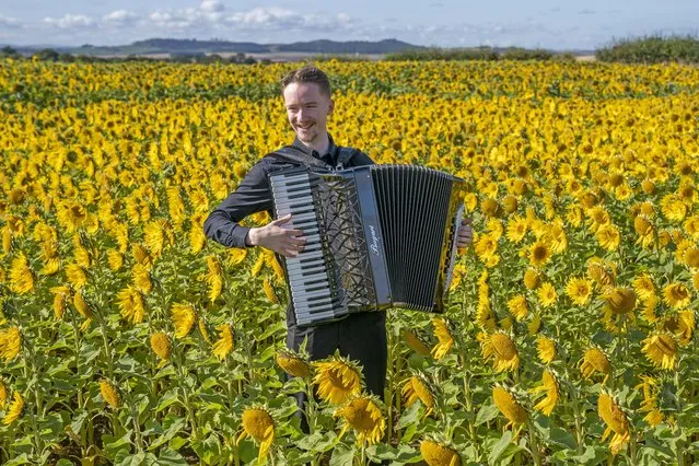 Accordionist Ryan Corbett, from Milngavie, plays in a field of sunflowers at Balgone, East Lothian, UK on Wednesday, August 30, 2023, for the launch of the classical music Lammermuir Festival which opens on September 7 across East Lothian. (Photo by Jane Barlow/PA Images via Getty Images)