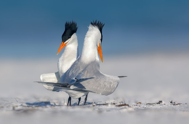 Behaviour winner: Courting Royals: two royal terns in courtship display by Kristian Bell. Another beautiful morning on a beautiful beach on the Gulf Coast of Florida seemed to prompt these two royal terns to commence an intricate courtship dance. The photograph was taken with a Canon 300mm lens and 2x extender. (Photo by Kristian Bell/Deakin University/Royal Society Publishing Photography Competition 2018)