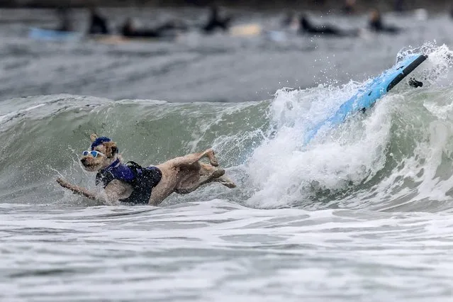 Derby competes at the World Dog Surfing Championships in Pacifica, California, U.S., August 6, 2022. (Photo by Carlos Barria/Reuters)