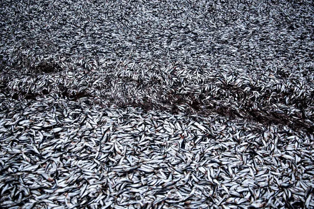 Thirty-seven tons of fish are photographed after falling out of an overturned truck Wednesday, February 10. 2016 in Viborg, Denmark. No one was hurt, but the accident caused traffic delays. (Photo by Astrid Dalum/Polfoto via AP Photo)