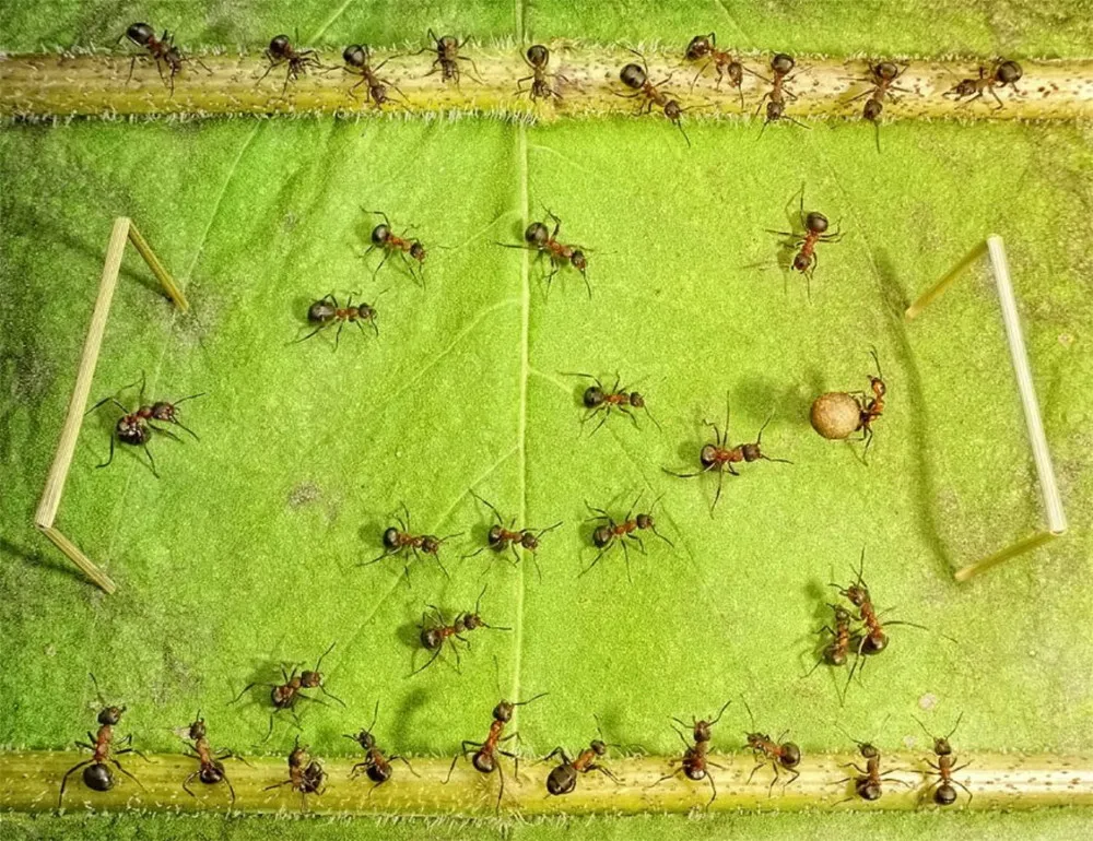 Natural Ant Photography by Andrey Pavlov Part 2