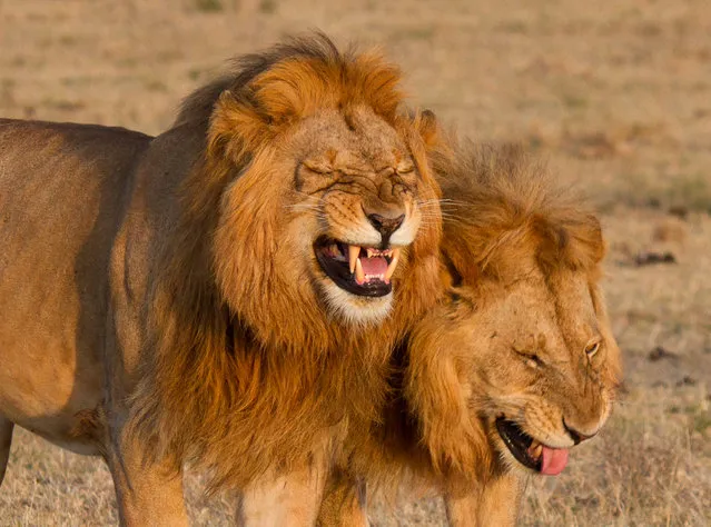 This pair of male lions appear to be roaring with laughter after sharing a private joke. With their noses scrunched up and tongues out, the big cats looked like they were having a hearty chuckle as they strolled through the Masai Mara in Kenya on November 26, 2018. Rose Fleming, 49, was on a gamewatchers safari in the Olare Motorigi Conservancy when she spotted the duo having a giggle. (Photo by Rose Fleming/Mercury Press)