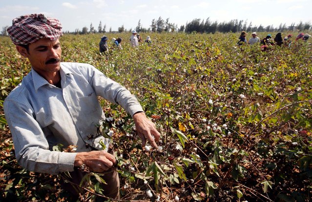 A farmer picks cotton in a field of San el-Hagar village, in the province of Al-Sharqia, Cairo, Egypt October 18, 2016. (Photo by Amr Abdallah Dalsh/Reuters)