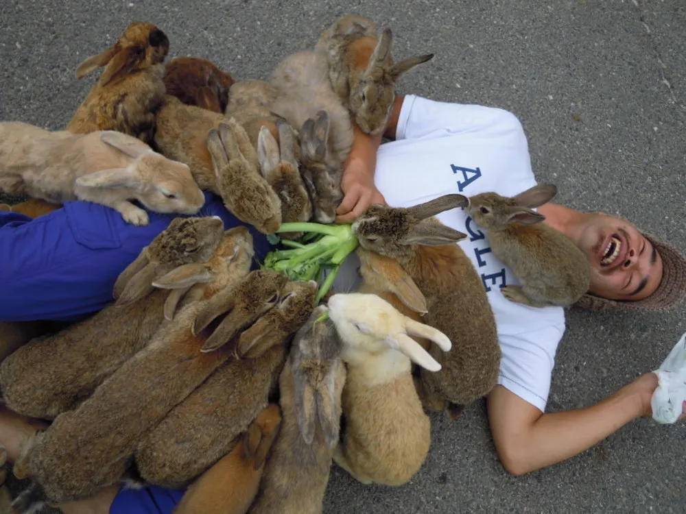 Rabbit Island in Japan