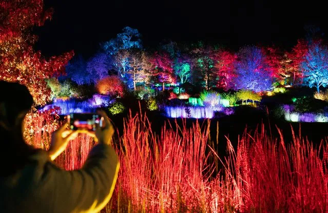 Visitors enjoy the “Glow” winter light trail, featuring 1100 coloured lights and 8.6km of cable, at RHS Hyde Hall Gardens in Chelmsford, Essex on Tuesday, November 9, 2021. (Photo by Joe Giddens/PA Images via Getty Images)