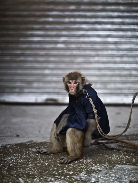 A trained monkey sits held by a leash in Rawalpindi. (Photo by Muhammed Muheisen/Associated Press)