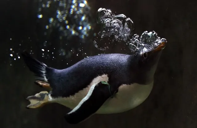 A spectacled penguin swims in a pool in their enclosure at the Zoo in Moscow, Russia on April 25, 2019. (Photo by Yuri Kochetkov/EPA/EFE/Rex Features/Shutterstock)