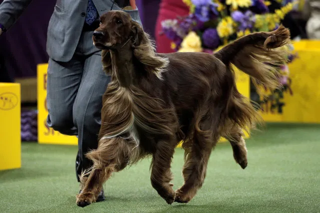 Adrian, an Irish Setter is run by his handler Adam Bernardin while winning the Sporting Group judging at the 141st Westminster Kennel Club Dog Show at Madison Square Garden in New York City, U.S., February 14, 2017. (Photo by Mike Segar/Reuters)