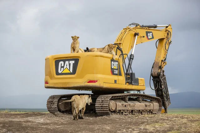 A pride of lionesses take a CAT nap on some heavy machinery in the Ngorongoro Crater, Tanzania in the first decade of March 2024. Fortunately, as it was a Sunday, the construction workers were safely at home. (Photo by Bobby-Jo Photography/Magnus News)