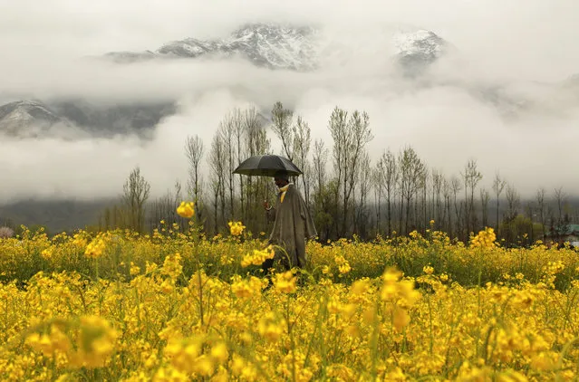 A Kashmiri man walks through a mustard field during a rainy day on the outskirts of Srinagar, Indian controlled Kashmir, Thursday, March 17, 2016. (Photo by Mukhtar Khan/AP Photo)
