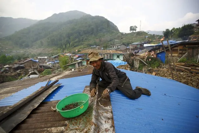 Kalay Ghale works to rebuild his brother's house after an earthquake at Barpak village in Gorkha district May 20, 2015. (Photo by Navesh Chitrakar/Reuters)