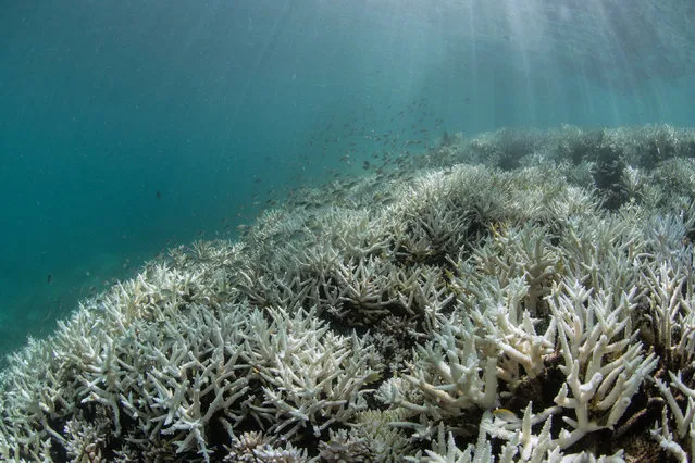 This March 2016 photo released by The Ocean Agency/XL Catlin Seaview Survey shows coral bleached white by heat stress in New Caledonia. (Photo by The Ocean Agency/XL Catlin Seaview Survey via AP Photo)