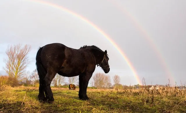Two horses are grazing under a double rainbow after strong showers on a field near Born am Darss, northeastern Germany, Wednesday, December 23, 2015. (Photo by Daniel Bockwoldt/DPA via AP Photo)