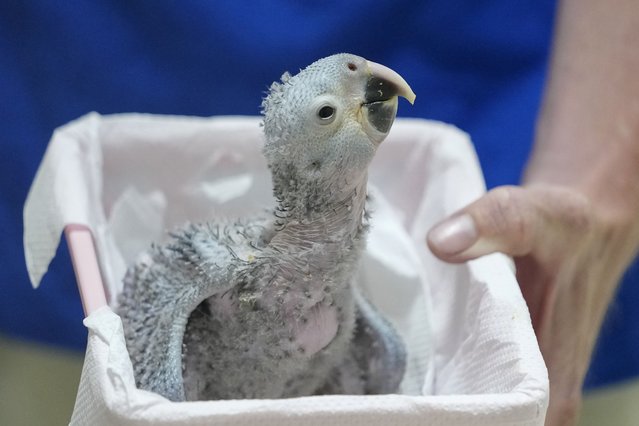 A 21-day-old Spix's macaw chick is carried in a basket into its incubator at a breeding facility project in its native habitat in a rural area of Curaca, Bahia state, Brazil, Monday, March 11, 2024. A South African couple is reintroducing the Spix’s macaw to nature through breeding and reintroduction efforts. (Photo by Andre Penner/AP Photo)