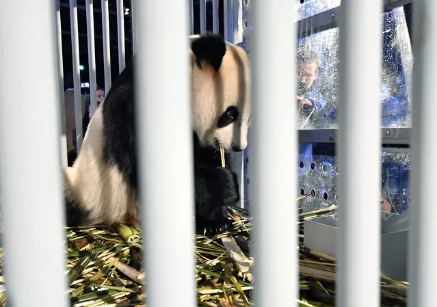 One of two giant pandas, female Wu Wen and male Xing Ya, is placed on display after arriving at Schiphol Airport in the Netherlands after a special flight from China Wednesday, April 12, 2017. The pair of three-and-half year old giant pandas are being taken from Schiphol Airport to the Ouwehands Zoo in the central Dutch town of Rhenen where they will settle into a purpose-built enclosure for a 15-year stay as part of a nature conservation project. (Photo by Patrick Post/AP Photo)