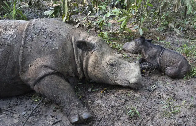 In this Thursday, May 12, 2016 photo released by International Rhino Foundation (IRF), Ratu, a 14-year-old Sumatran rhinoceros, sits next to its newborn calf at Sumatran Rhino Sanctuary in Way Kambas National Park, Indonesia. Ratu has given birth at the sanctuary in a success for efforts to save the critically endangered species. (Photo by Stephen Belcher/Canon/IRF/YABI via AP Photo)