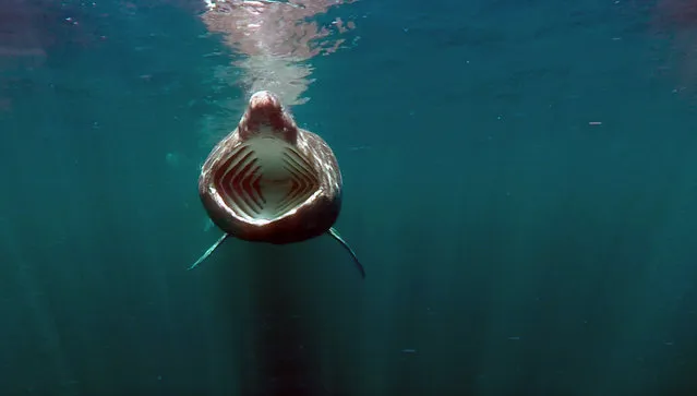 Underwater image captured by the Remus SharkCam autonomous vehicle observing the behaviour of basking sharks off the west coast of Scotland. (Photo by Amy Kukulya/@oceanrobotcam via Reuters)