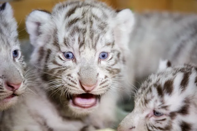 A White Bengal tiger cub is pictured at the White Zoo in Kernhof, lower Austria, 26 April 2017. The tiger babies were born on 22 March. The two male ones are called Falco and Toto, the female ones are named Mia and Mautzi. (Photo by Lisi Niesner/EPA)