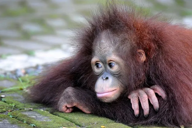 Damai, 3 years old Bornean orang utan plays courtyard at Surabaya Zoo as he prepares to be released into the wild on May 19, 2014 in Surabaya, Indonesia. The two baby orangutans, brothers, were found in Kutai National Park in a critical condition having been abandoned by their mother on May 14, 2014. (Photo by Robertus Pudyanto/Getty Images)