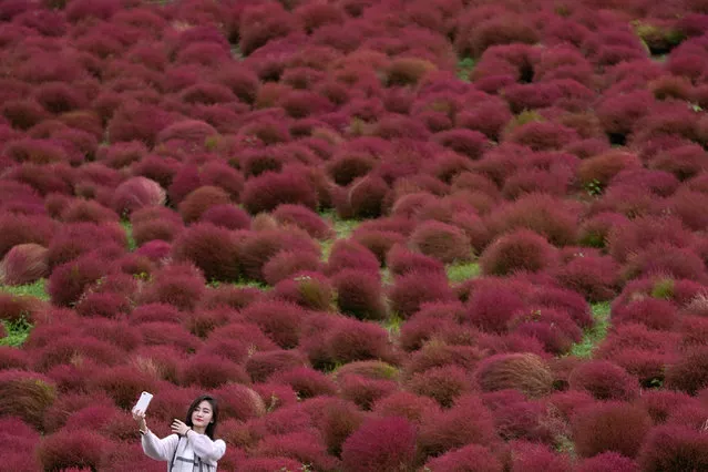 A woman takes a selfie in a field of Kochia (Bassia scoparia), a kind of tumbleweed, at the Hitachi Seaside Park in Hitachinaka, Japan, 21 October 2019. Over 30,000 Kochia balls are planted every year in June in the 350-hectare field. The plants then gradually turn their color from green to red between July and October. (Photo by Toru Hanai/EPA/EFE)