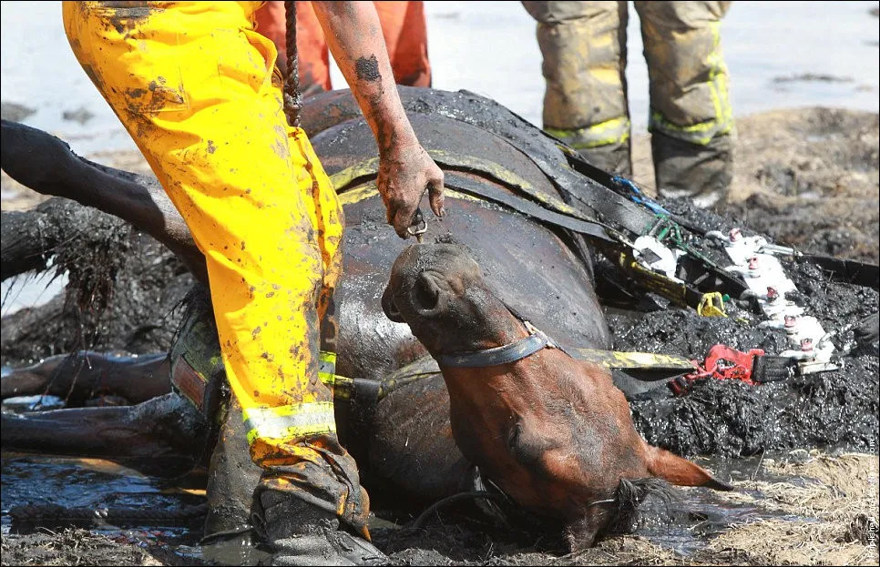 “Astro” the Horse Gets Stuck in the Mud