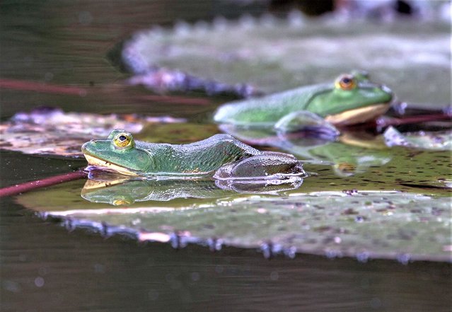 Green frogs are seen in a pond in Thanthirimale, Sri Lanka on March 19, 2023. (Photo by Pradeep Dambarage/NurPhoto via Getty Images)