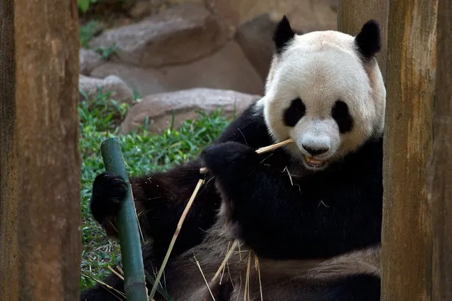 Fu-Wan, one of two giant pandas on loan from China, sits inside the Giant Panda Complex enclosure at the National Zoo in Kuala Lumpur on June 25, 2014.  Fu-Wan and Feng-Yi, the two giant pandas on loan from China to mark the 40th anniversary of Malaysia-China diplomatic relations, were renamed Xing-xing and Liang-liang respectively on their first public appearance. (Photo by Manan Vatsyayana/AFP Photo)