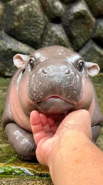 Moo Deng, a two-month-old pygmy hippo, has won a legion of fans circa September 2024, after keepers at Khao Kheow Open Zoo in Thailand set up a TikTok account, which now has 2.5 million followers. (Photo by Khao Kheow Open Zoo)